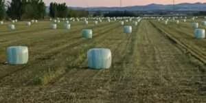 Microsilos de raygrass