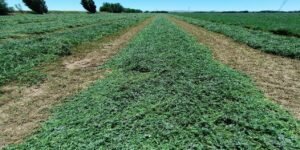 Microsilos de alfalfa