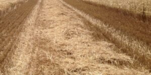 Paquetes de rastrojo de paja